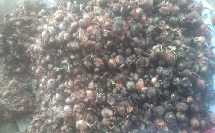 Para petani di Kabupaten Aceh Besar menerima bantuan bibit bawang merah dalam kondisi busuk