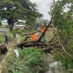 TNI-Polri serta BPBD Bersama Bersihkan Pohon Tumbang di Bandar Dua